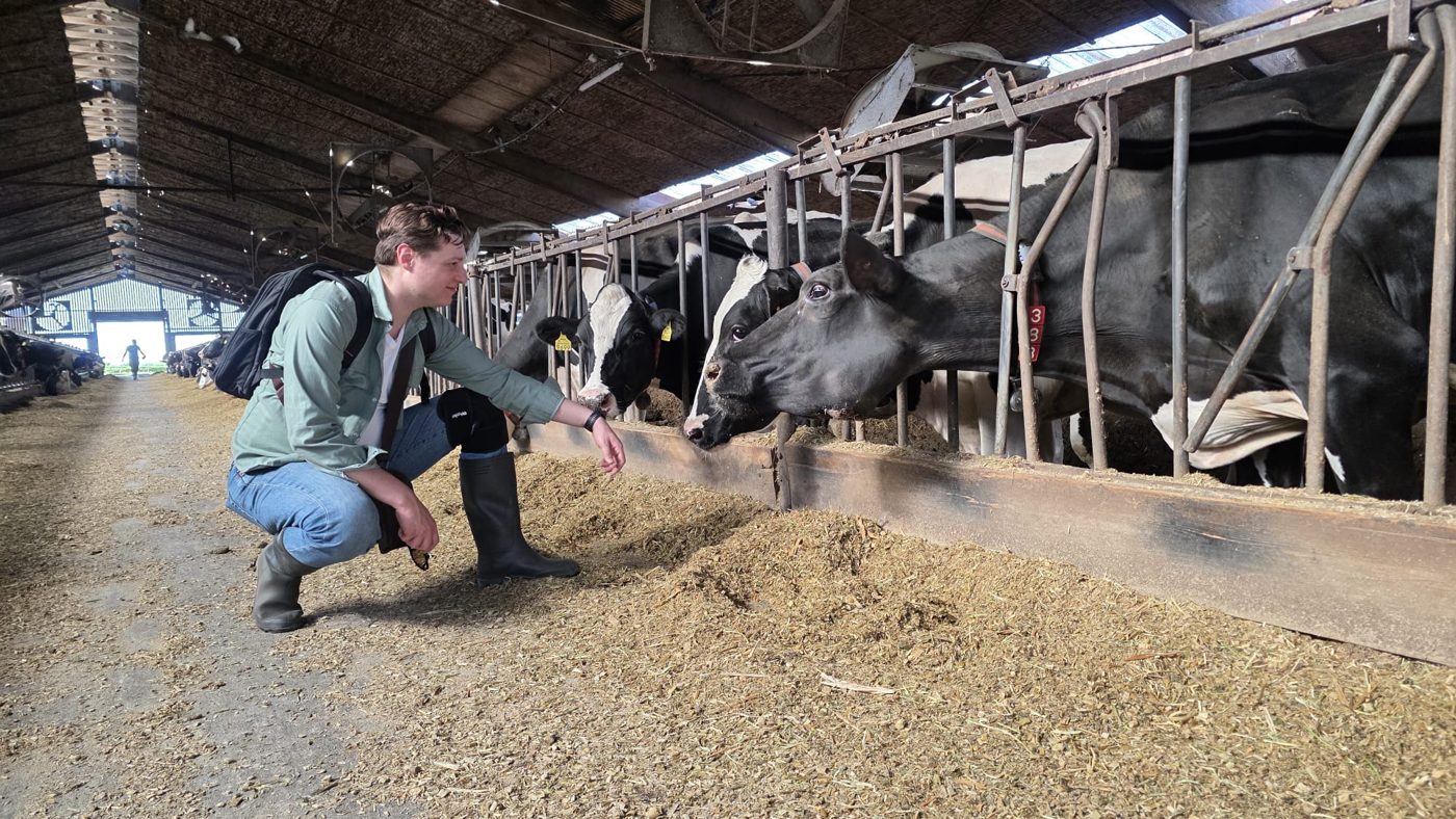TriCell researcher with dairy cows at a partner farm